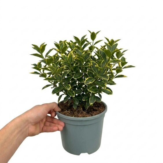 Euonymus Aureomarginatus Golden Variegated Evergreen Shrub 2L Pot