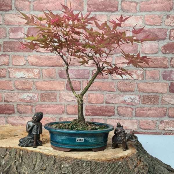 Yorkshire Bonsai Japanese Maple (Acer) Bonsai Tree | Deshojo Informal Upright | In 20cm Pot