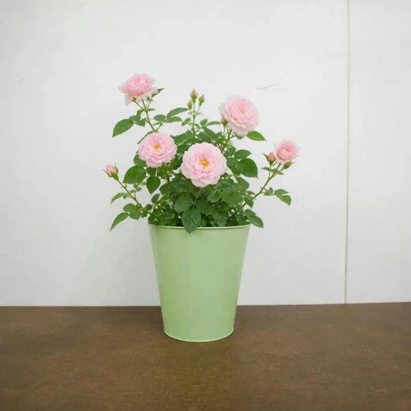 3L Happy Silver Wedding Light Pink Rose Bush - Beautiful Flowering Plant Gift