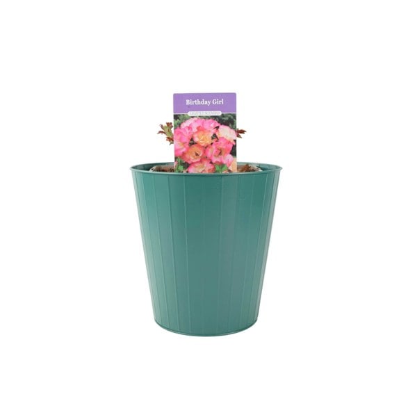 Rose Birthday Girl 5.5 Litre Pot Plants By Post