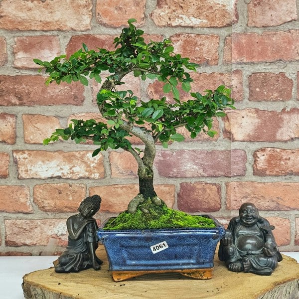 Yorkshire Bonsai Chinese Elm (Ulmus Parvifolia) Bonsai Tree | Shaped | In 15cm Pot