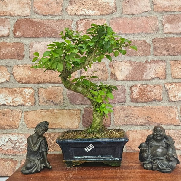 Yorkshire Bonsai Chinese Privet (Ligustrum Sinense) Bonsai Tree | Shaped | In 15cm Pot