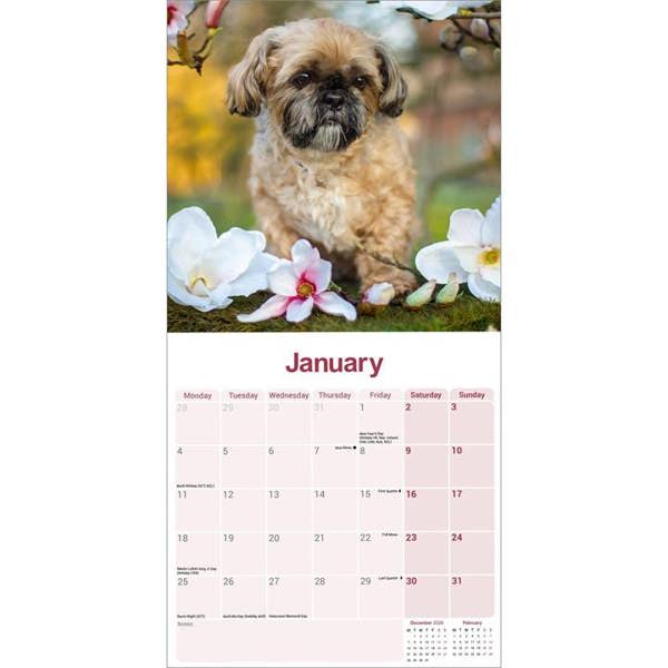 Shih Tzu Calendar 2027, Wall Calendars, Month To View, Dogs, Gift