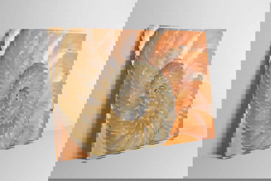 nautilus shell art print