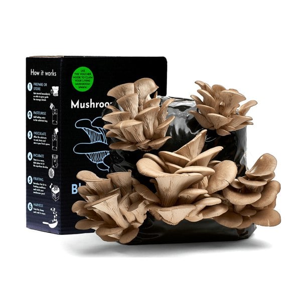 Urban Farm-It Oyster Mushroom Growing Kit Full Set – Gift Option