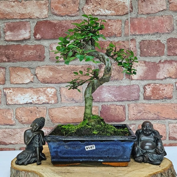 Yorkshire Bonsai Chinese Elm (Ulmus Parvifolia) Bonsai Tree | Shaped | In 20cm Pot