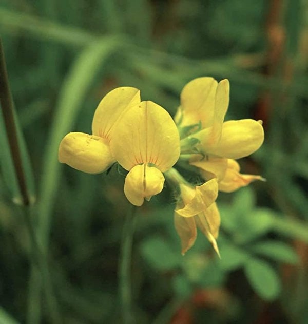 birdsfoot trefoil seeds