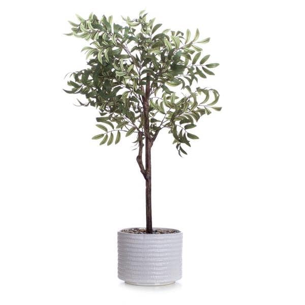 Scottish Everlastings 110cm Olive Tree in ceramic pot