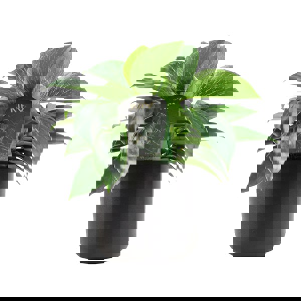 Philodendron White Wave – Indoor Plant | 12cm Pot with Decorative Ceramic Options Plants By Post