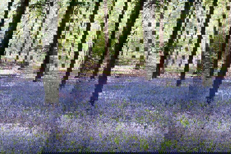 Fernlight Gallery Sea of Bluebells