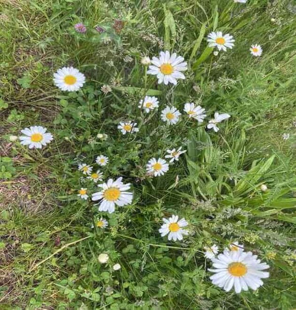 oxeye daisy plant