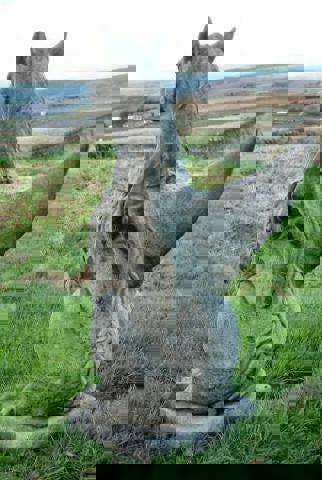 Large Winged Stone Griffin Ornament Gargoyle Gryphon Style