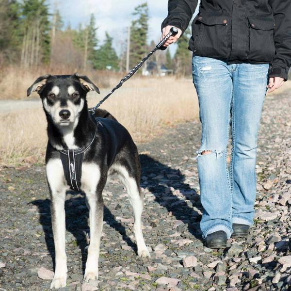 EzyDog Cujo Dog Lead in Red