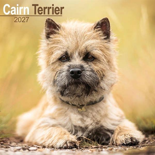 Cairn Terrier Calendar 2027, Wall Calendars, Month To View, Dogs, Gift