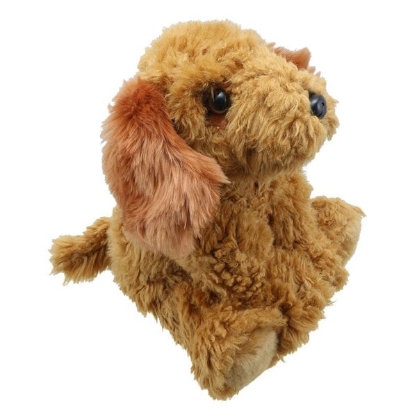 Wilberry Cockapoo (Golden) - Wilberry Favourites