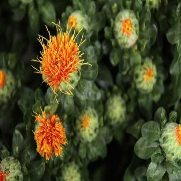 safflower-Carthamus Tinctorius