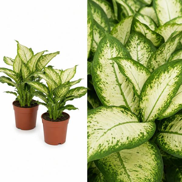 Dieffenbachia Camilla Dumb Cane 12cm Pot Plants By Post