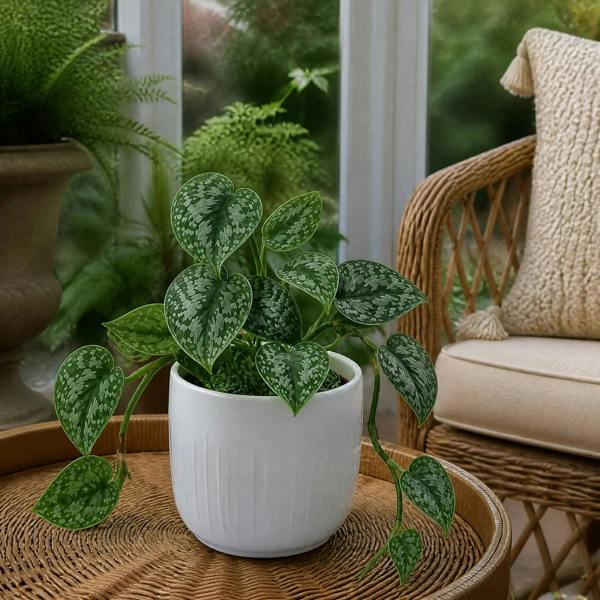 Scindapsus Pictus Trebie Pothos 12cm Pot Plants By Post