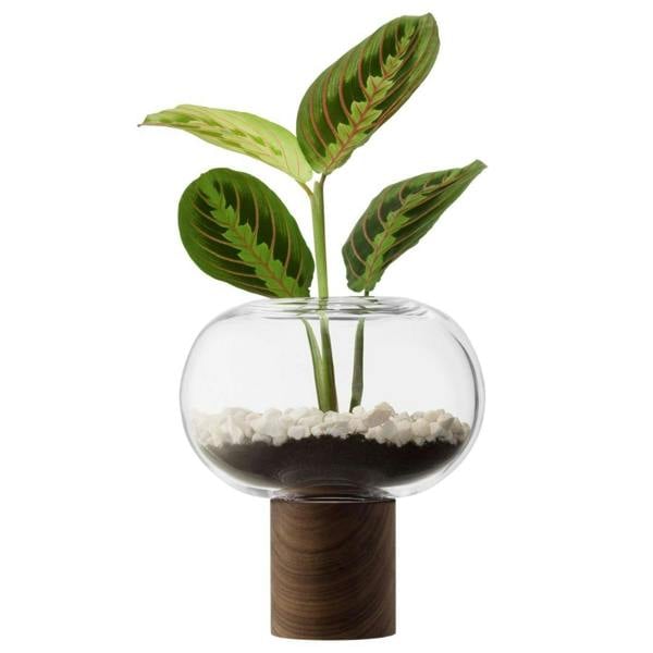 LSA Oblate Glass Vase Lantern 21.5cm with Walnut Base Clear