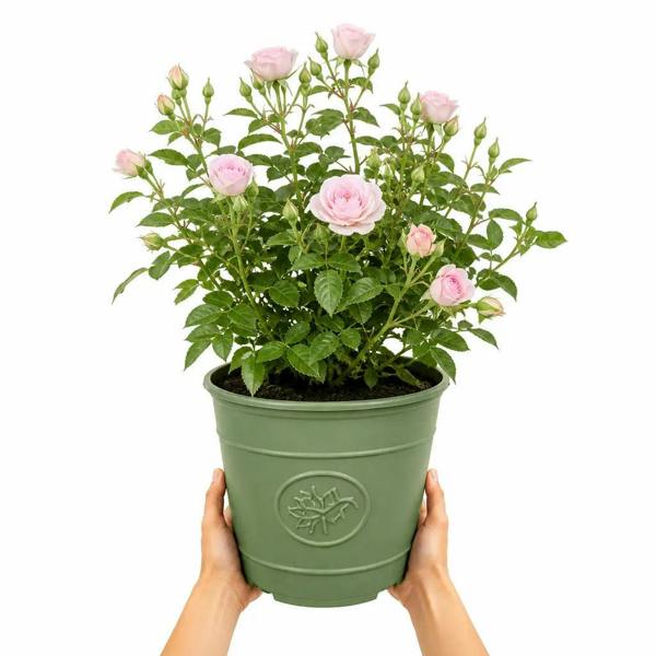 3L Happy Silver Wedding Light Pink Rose Bush - Beautiful Flowering Plant Gift - Premium Plastic Olive Green