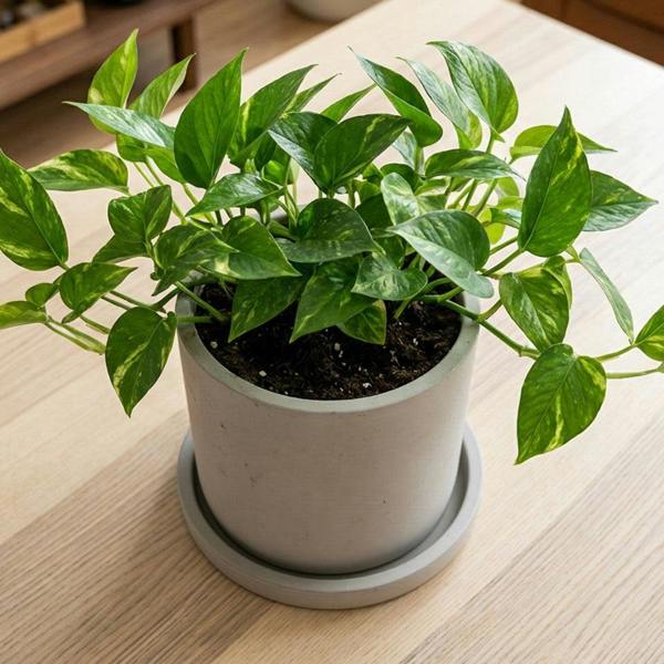 Potted plant on a wooden table