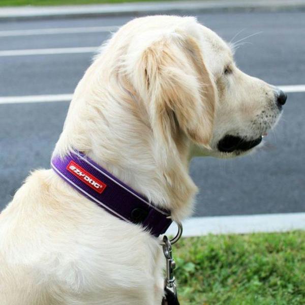 EzyDog Neo Classic Dog Collar in Purple