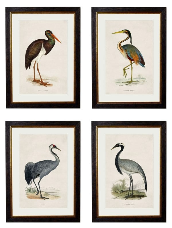 Exceptional Art c.1850's British Wading Birds