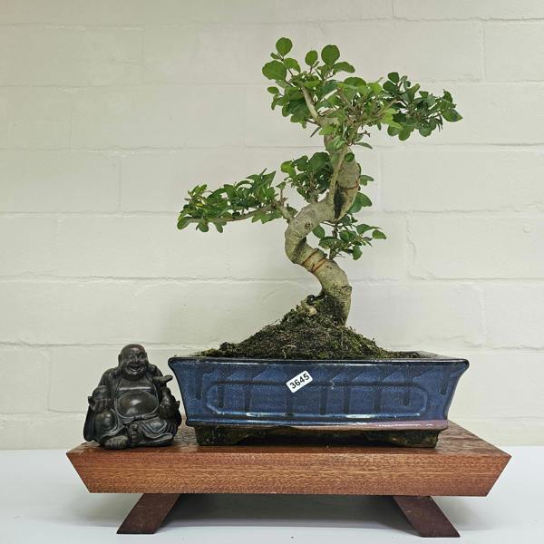 Yorkshire Bonsai Chinese Privet (Ligustrum Sinense) Bonsai Tree | Shaped | In 25cm Pot