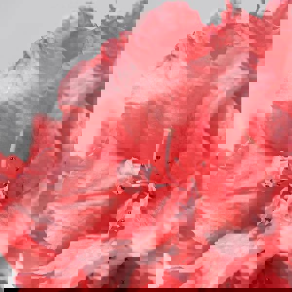 BABOR Skinovage Balancing Cream 50ml - Additional 2