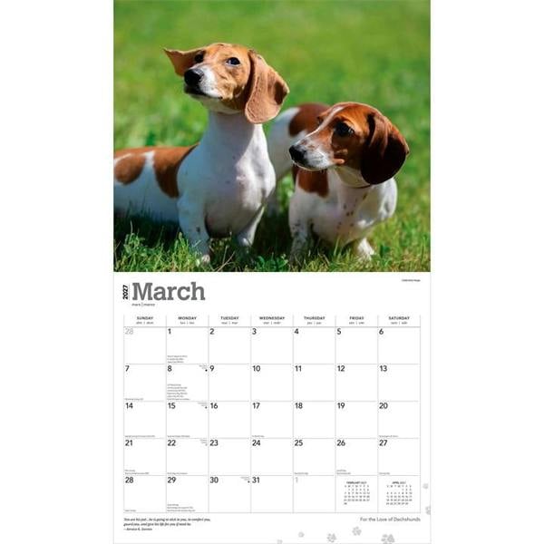 For The Love Of Dachshunds Deluxe Calendar 2027, Deluxe Calendars, Month To View, Dogs, Gift