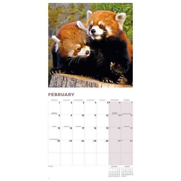 Red Panda Calendar 2027, Wall Calendars, Month To View, Animals, Gift