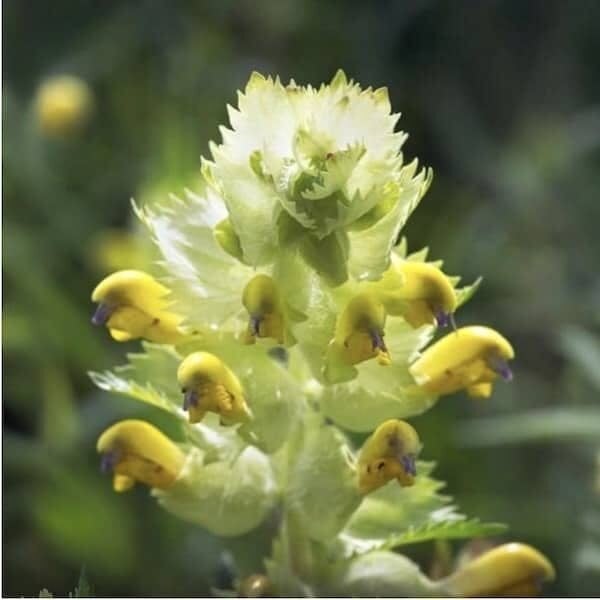 DamavandPro Yellow Rattle Seeds (Rhinanthus minor): Grass-Suppressing Wildflower for Rich Meadows