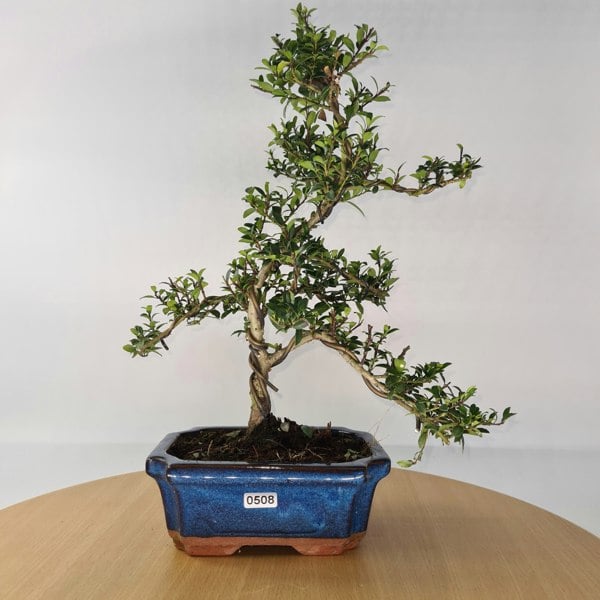 Japanese Holly (Ilex Crenata) Bonsai Tree | Shaped | In 15cm Pot