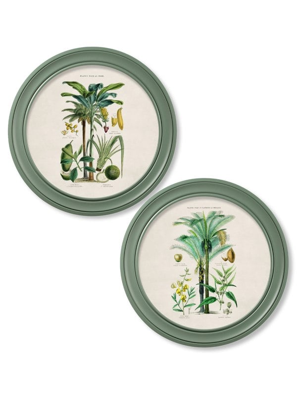 Exceptional Art c.1877 Tropical Plants Used as Food and Clothing - Round Frame Green