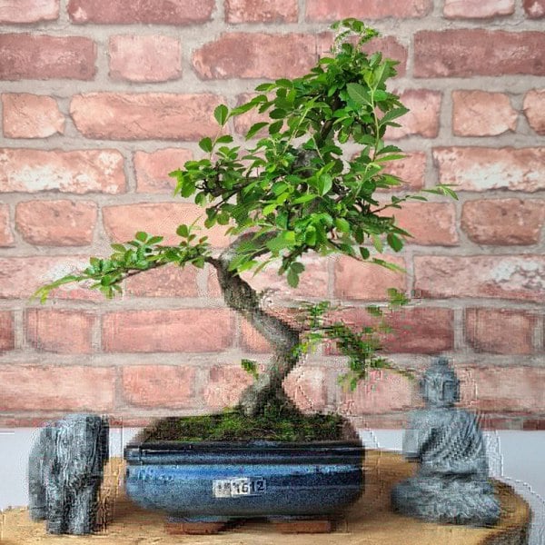 Chinese Elm (Ulmus Parvifolia) Bonsai Tree | Shaped | In 15cm Pot - Yorkshire Bonsai