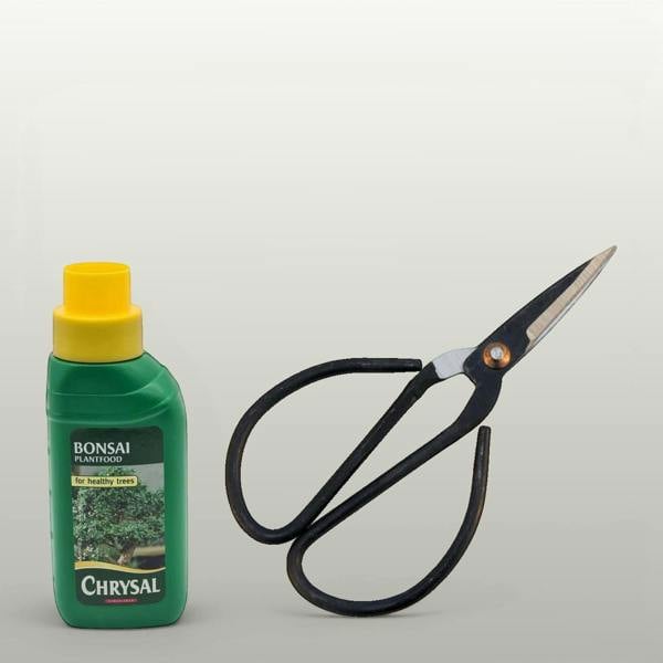 Basic Care Kit - Yorkshire Bonsai standardised image 20260605-140904