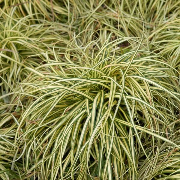 Carex 'Evergold' Japanese Sedge Golden Variegated Evergreen Ornamental Grass 2L Pot The Rose Press Garden