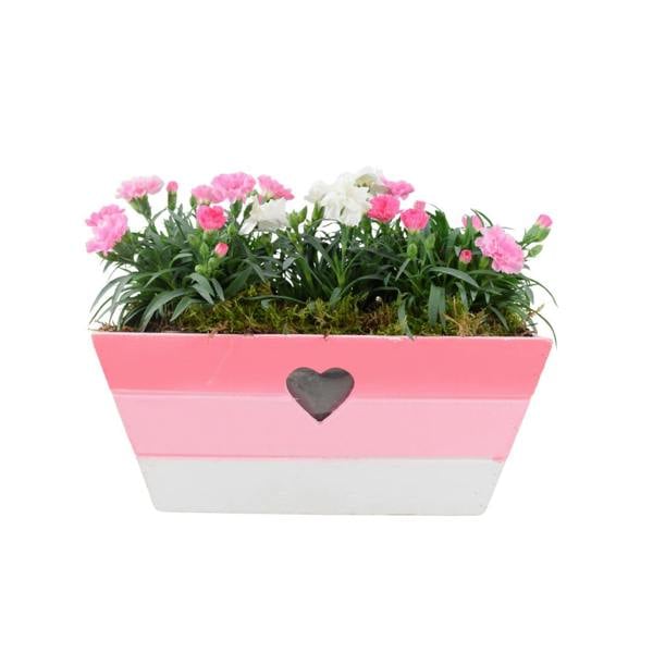 Large Pink Heart Wooden Trough – Planted with Seasonal Dianthus Plants By Post