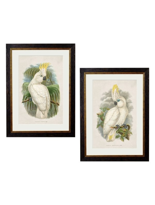 Exceptional Art c.1875 Cockatoos