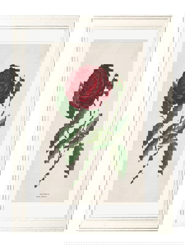 Exceptional Art Rose Floral Illustrations