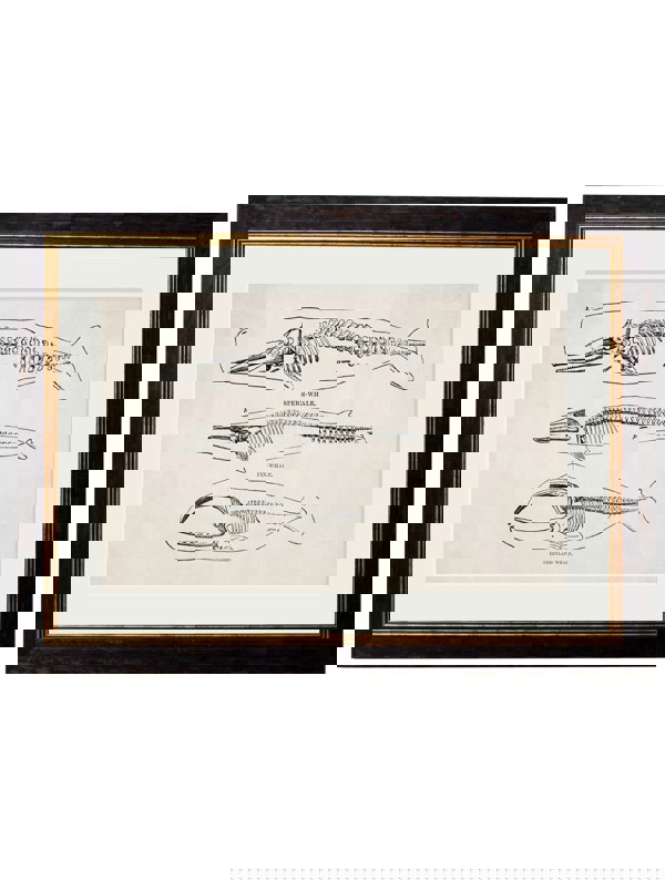 c.1870 Whale Skeletons Print - The Weird & Wonderful