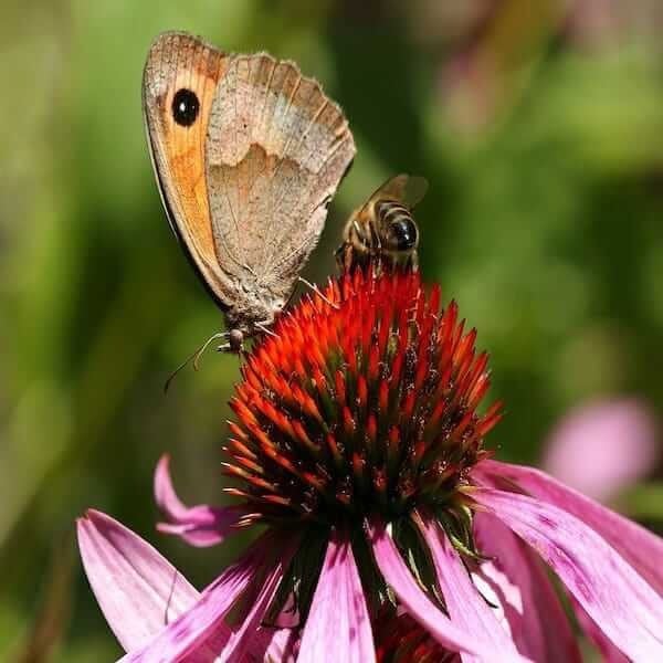 butterfly-planting echinacea purpurea Heirloom Echinacea Purpurea Seeds