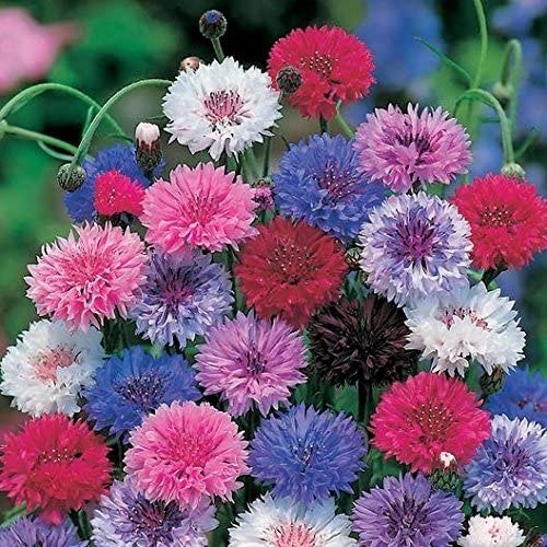 cornflower seeds tall mix drinks