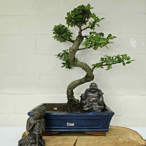 Yorkshire Bonsai Chinese Elm (Ulmus Parvifolia) Bonsai Tree | Shaped | In 25cm Pot