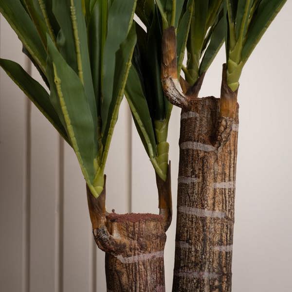 Scottish Everlastings 80Cm Double Stem Yucca
