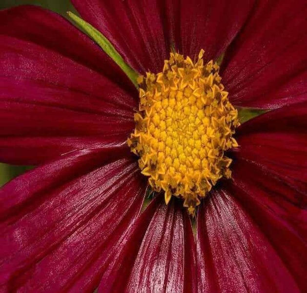 Cosmos Bipinnatus Dazzler