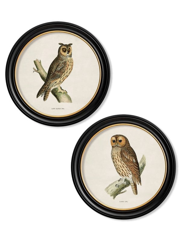 Exceptional Art c.1870 British owls in Round Frames