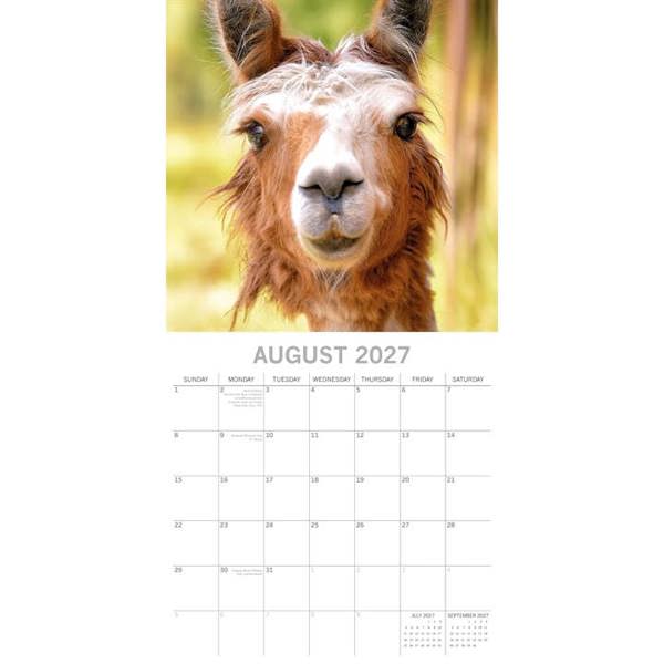 Llamas Calendar 2027, Wall Calendars, Month To View, Humour, Gift