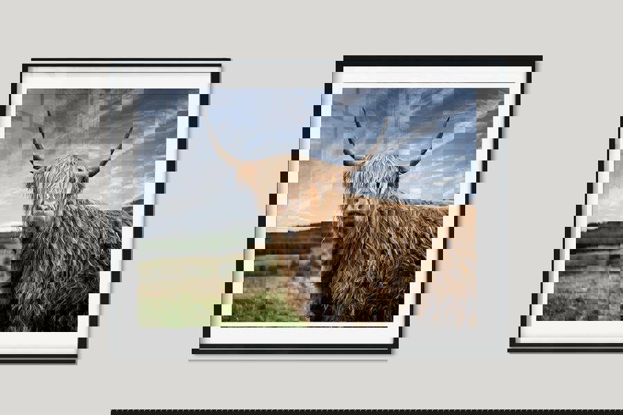 portrait photograph of a highland cow in scotland