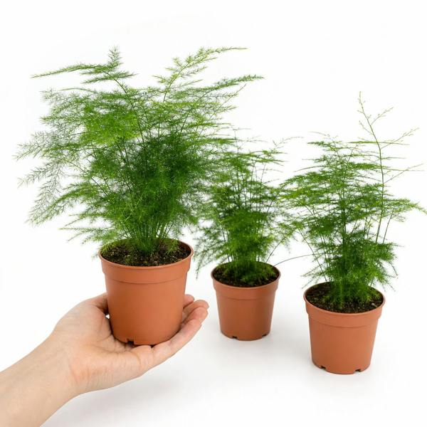 Asparagus Setaceus Lace Fern 12cm Pot Plants By Post